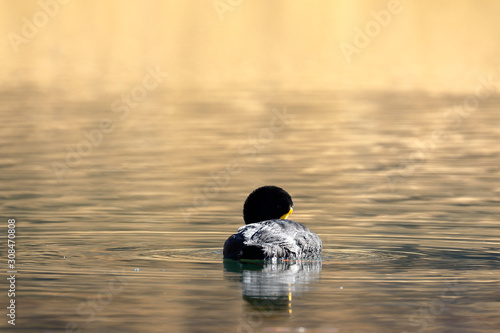 Giant coot (Fulica gigantea) sighted in its natural environment at 4000 masl in an Andean lagoon while swimming calmly. photo