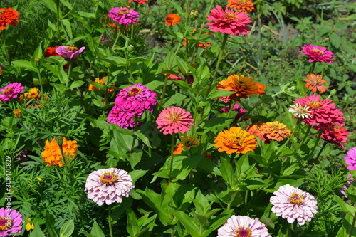 Flower Zinnia. Gardening. Zinnia, a genus of annual and perennial grasses and dwarf shrubs of the Asteraceae family. Multicolored © bubushonok