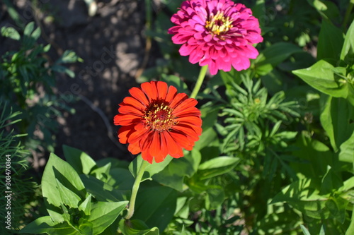 Flower. Gardening. Zinnia  a genus of annual and perennial grasses and dwarf shrubs of the Asteraceae family. Red flowers