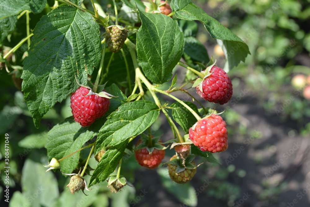 Raspberry ordinary. Gardening. Home garden, flower bed. House, field, farm, village. Rubus idaeus, shrub, a species of the Rubus genus of the family Rosaceae. Young shoots. Red berries Raspberry ordinary. Gardening. Home garden, flower bed. House, field, farm, village. Rubus idaeus, shrub, a species of the Rubus genus of the family Rosaceae. Young shoots. Red berries
