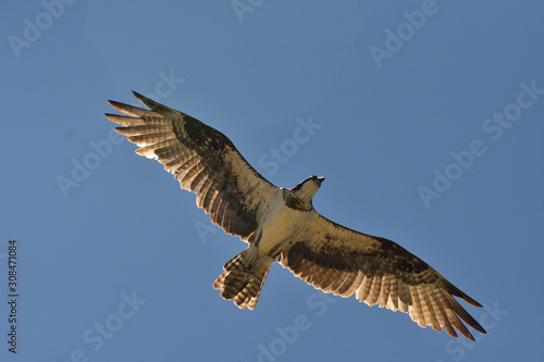 fish eagle