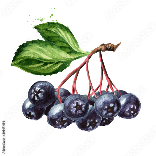 Branch of Aronia berries or black chokeberry with green leaves. Watercolor hand drawn illustration, isolated on white background photo