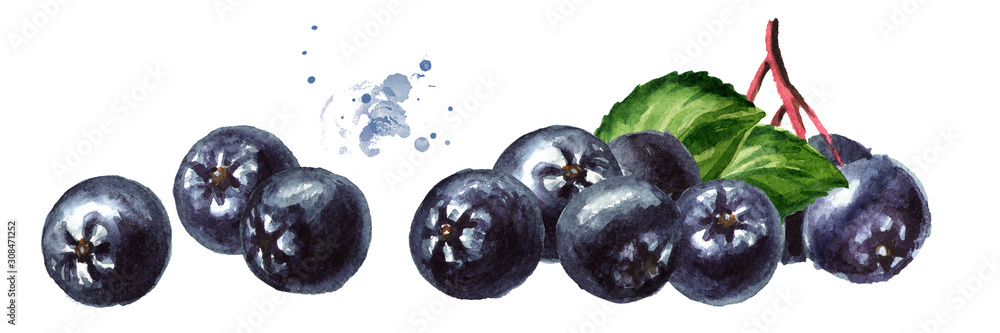 Obraz premium Heap of Aronia berries or black chokeberry with green leaves. Watercolor hand drawn horizontal illustration isolated on white background