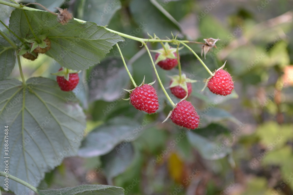 Rubus idaeus, shrub, a species of the Rubus genus of the family Rosaceae. Tasty and healthy. Red berries. Raspberry ordinary. Gardening. Home garden, bed Rubus idaeus, shrub, a species of the Rubus genus of the family Rosaceae. Tasty and healthy. Red berries. Raspberry ordinary. Gardening. Home garden, bed