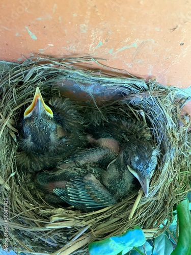 Baby birds in a nest just before leaving