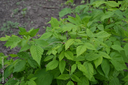 Wallpaper Mural Rubus idaeus, shrub, a species of the Rubus genus of the family Rosaceae. Raspberry ordinary. Young Green bushes Torontodigital.ca
