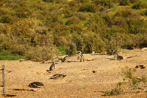 zona de nido de pinguinos en puerto madryn argentina