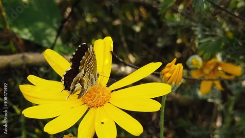 Close up video of a Female Lang's Short Tailed Blue Butterfly (Leptotes Pirithous) feeding on a green leaved golden shrub daisy. Shot at 120 fps. photo