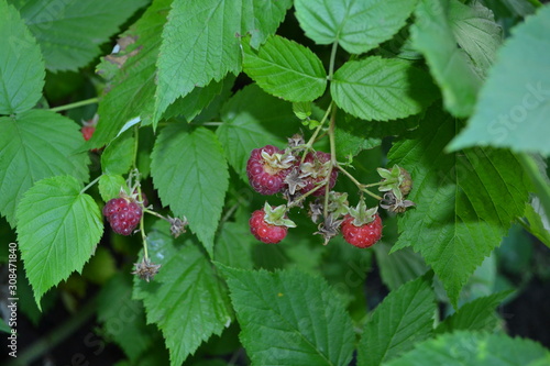 Raspberry ordinary. Rubus idaeus, shrub, a species of the Rubus genus of the family Rosaceae. Gardening. Home garden, flower bed. Tasty. Red berries