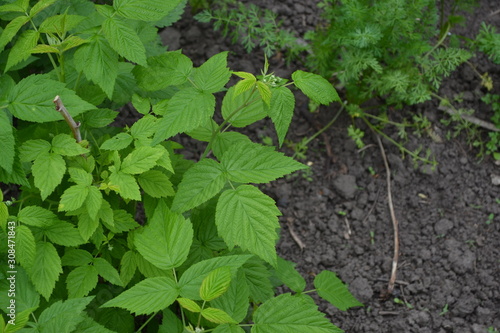 Wallpaper Mural Raspberry ordinary. Rubus idaeus, shrub, a species of the Rubus genus of the family Rosaceae. Gardening. Home garden. Young shoots. Green bushes Torontodigital.ca