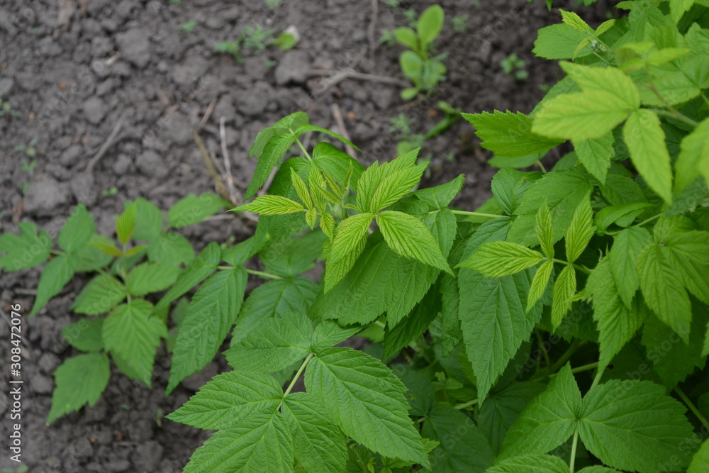 Gardening. Raspberry ordinary. Home garden. Rubus idaeus, shrub, a species of the Rubus genus of the family Rosaceae. Young shoots. Green bushes Gardening. Raspberry ordinary. Home garden. Rubus idaeus, shrub, a species of the Rubus genus of the family Rosaceae. Young shoots. Green bushes