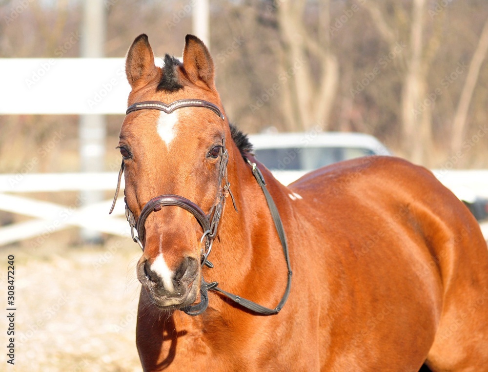 Portrait of a golden red stallion