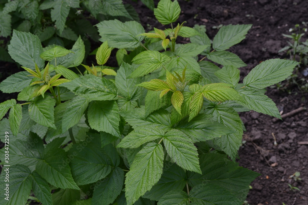 Raspberry ordinary. Rubus idaeus, shrub, a species of the Rubus genus of the family Rosaceae. Gardening. Home garden, flower bed. Young shoots. Green bushes
