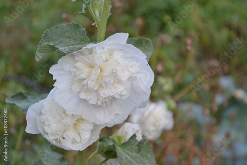 Mallow. Malva. Alcea. Gardening. Home garden, flower bed. House, field, farm. Large, curly flowers. White flowers