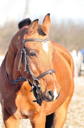 Portrait of a golden red arabian  stallion in the sun