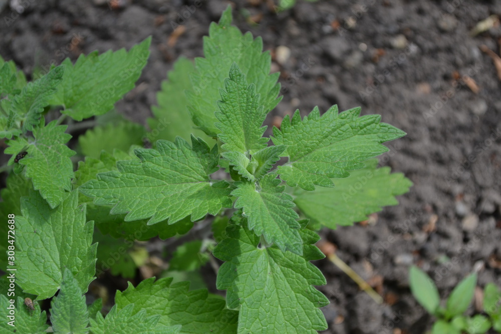 Gardening. Home garden, flower bed. Melissa officinalis. Perennial essential oil herb. Green leaves. Nice Tea Gardening. Home garden, flower bed. Melissa officinalis. Perennial essential oil herb. Green leaves. Nice Tea