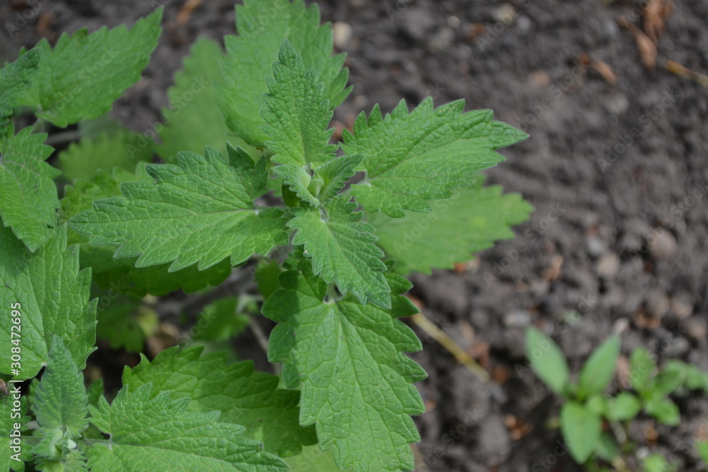 Gardening. Home garden, flower bed. Melissa officinalis. Perennial essential oil herb. Green leaves. Nice Gardening. Home garden, flower bed. Melissa officinalis. Perennial essential oil herb. Green leaves. Nice