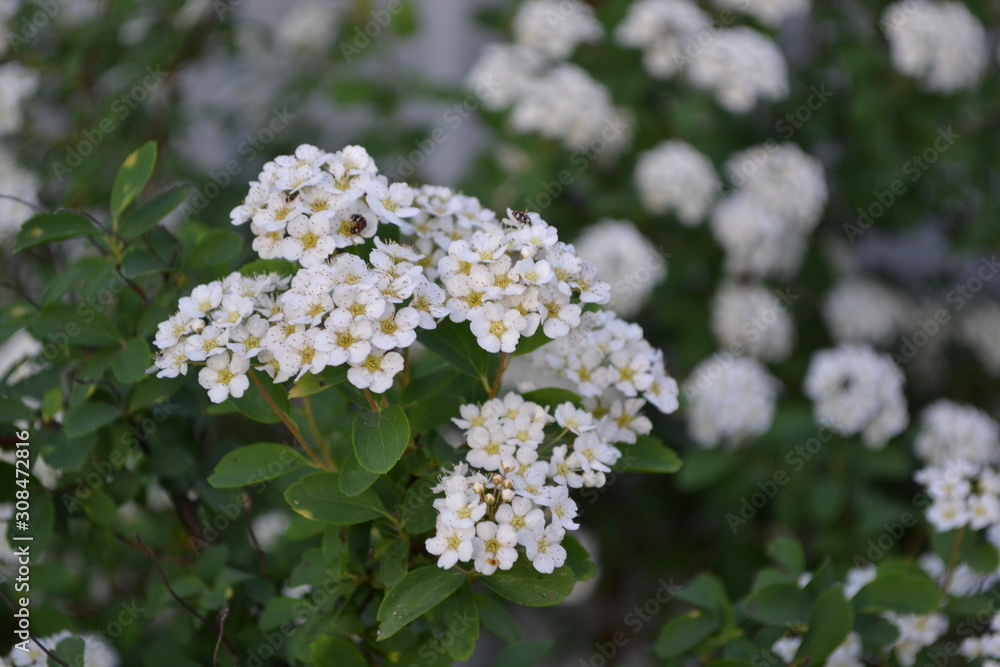 Gardening. Home garden, flower bed. House, field, farm. Green leaves, bushes. Spirea Wangutta. Spiraea vanhouttei, ornamental shrub of the Rosaceae family. White flowers Gardening. Home garden, flower bed. House, field, farm. Green leaves, bushes. Spirea Wangutta. Spiraea vanhouttei, ornamental shrub of the Rosaceae family. White flowers