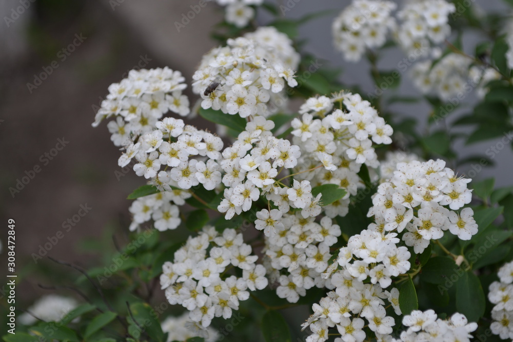 Spiraea vanhouttei, ornamental shrub of the Rosaceae family. Gardening. Home garden. Green leaves, bushes. Spirea Wangutta. White flowers Spiraea vanhouttei, ornamental shrub of the Rosaceae family. Gardening. Home garden. Green leaves, bushes. Spirea Wangutta. White flowers