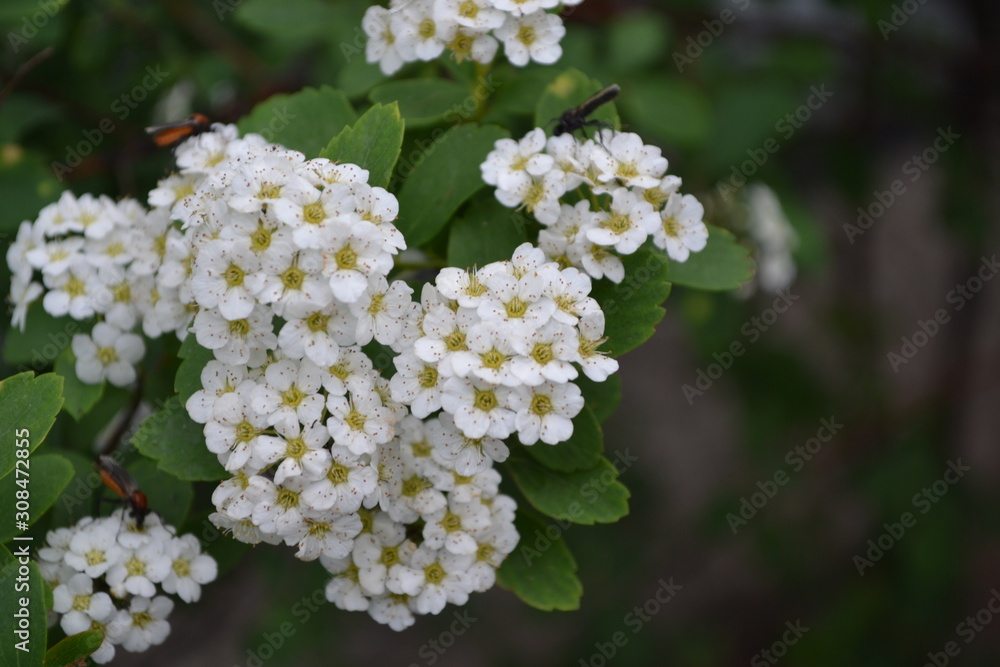 Spiraea vanhouttei, ornamental shrub of the Rosaceae family. Spirea Wangutta. White flowers Spiraea vanhouttei, ornamental shrub of the Rosaceae family. Spirea Wangutta. White flowers