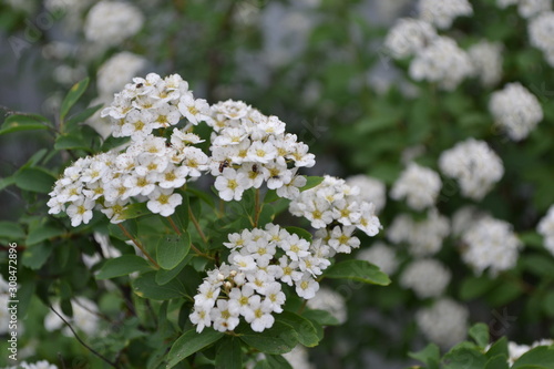 Gardening. Home garden. Green leaves. Spirea Wangutta. Spiraea vanhouttei, ornamental shrub of the Rosaceae family. White flowers