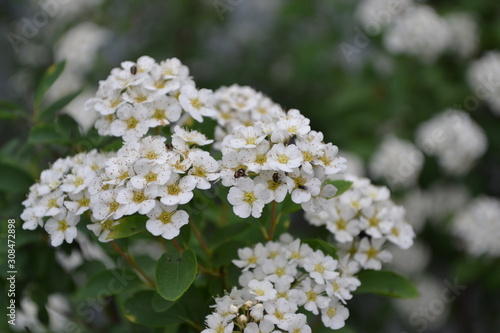 Gardening. Home. Green leaves. Spirea Wangutta. Spiraea vanhouttei, ornamental shrub of the Rosaceae family. White flowers