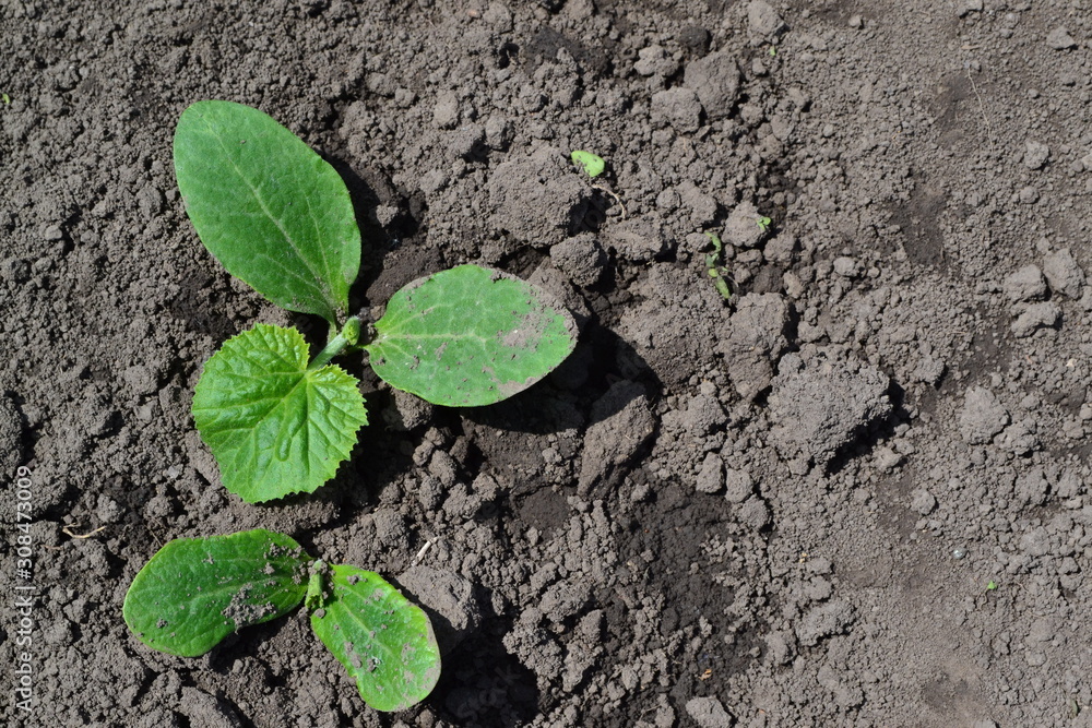 Gardening. Home garden, flower bed. House, field, farm, village. Green leaves, bushes. Cucumber. Cucumis sativus, an annual herb. Young shoots Gardening. Home garden, flower bed. House, field, farm, village. Green leaves, bushes. Cucumber. Cucumis sativus, an annual herb. Young shoots