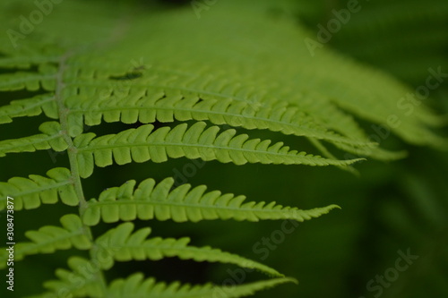 Polypodiophyta. Fern Leaf - Frond. Gardening. Home garden, flower bed. House, field. Green leaves, bushes. Decoration flower beds, beautiful curls. Fern