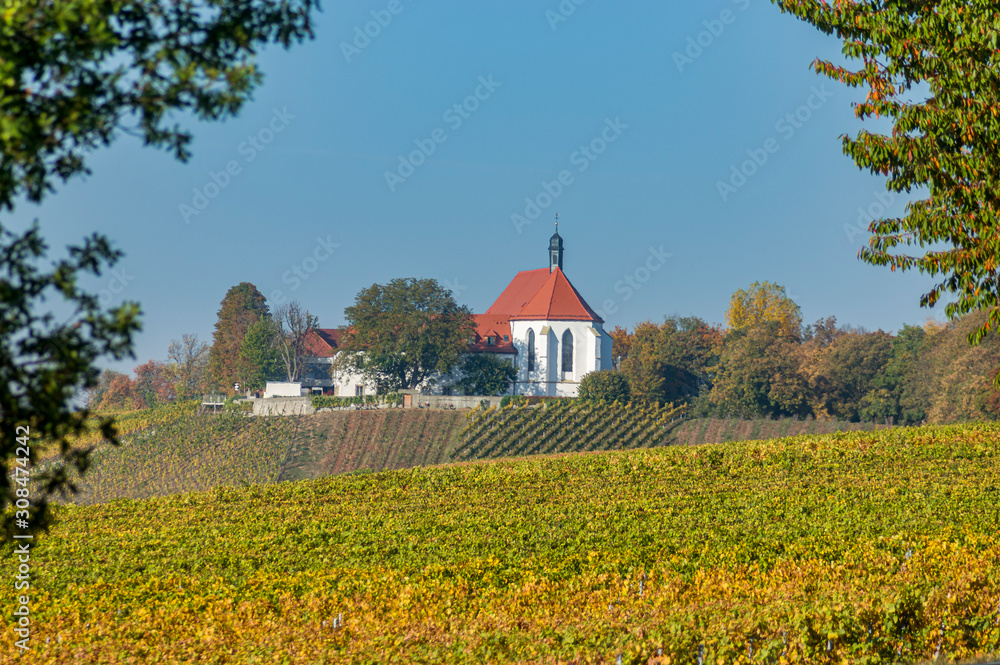Landschaft in Unterfranken, farbenfrohe Weinberge mit bunten Blättern in Herbstfarben mit der Burg Vogelsburg bei blauem Himmel und Sonnenschein nahe der Stadt Volkach umrahmt von Ästen und Blättern
