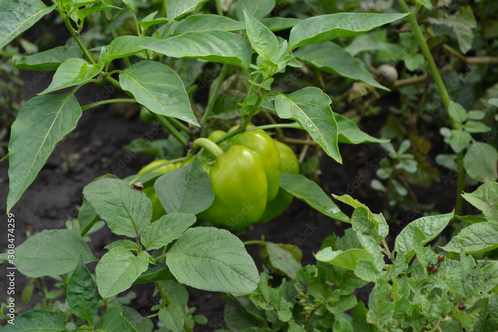 Gardening. Home garden, flower bed. Green. Pepper Caps. Capsicum annuum. Agricultural vegetables. Annual herbaceous plant. Green fruits Gardening. Home garden, flower bed. Green. Pepper Caps. Capsicum annuum. Agricultural vegetables. Annual herbaceous plant. Green fruits