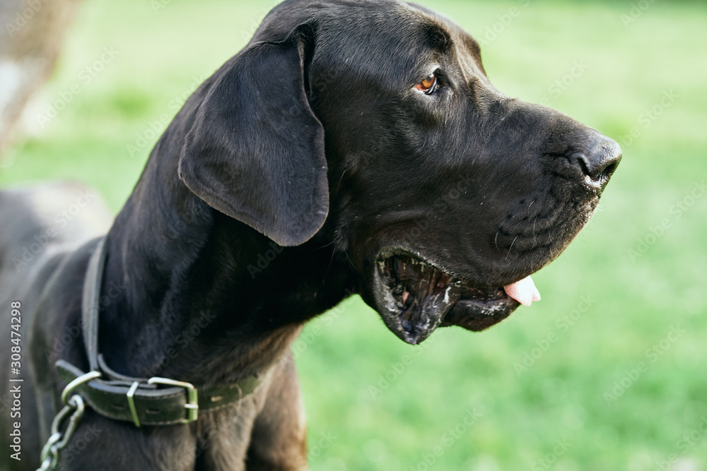 portrait of a dog