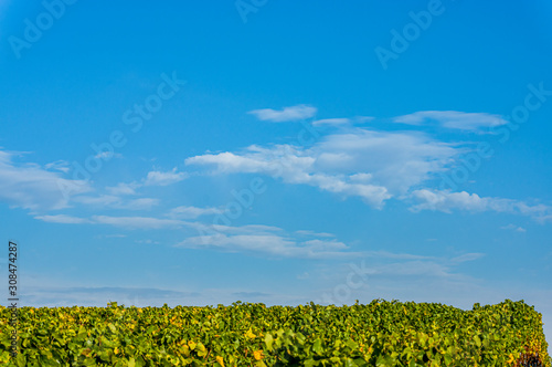 Weinberge und Landschaft in Unterfranken im Herbst mit bunten Blättern in typischen Herbstfarben nach der Weinlese bei Sonnenschein, blauer Himmel, kleine weiße Schleierwolken nahe der Stadt Volkach