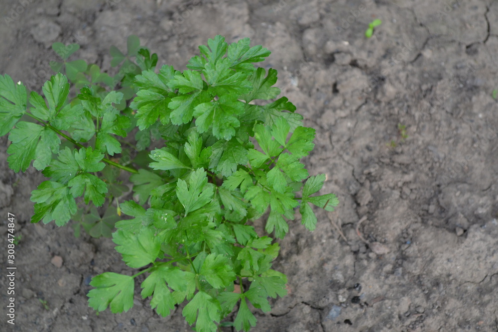 Natural. Home garden, flower bed. Green leaves, bushes. Gardening. Parsley. Petroselinum crispum, biennial herb. Popular cooking seasoning Natural. Home garden, flower bed. Green leaves, bushes. Gardening. Parsley. Petroselinum crispum, biennial herb. Popular cooking seasoning