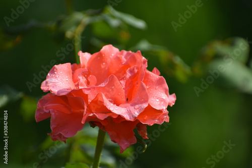  flowers in the garden