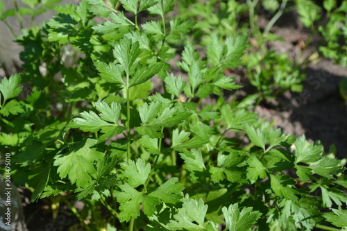 Parsley. Gardening. Home garden, flower bed. House. Green leaves, bushes. Petroselinum crispum, biennial herb. Popular cooking seasoning