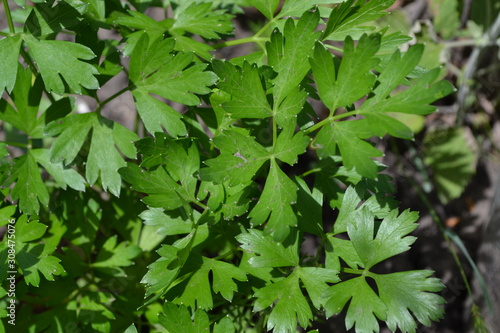 Parsley. Gardening. Petroselinum crispum, biennial herb. Popular cooking seasoning