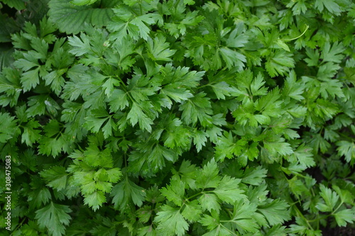 Obraz na plátně Parsley