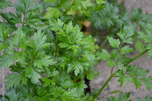 Parsley. Petroselinum crispum. Popular cooking seasoning