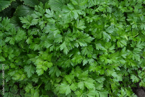 Popular cooking seasoning. Parsley. Petroselinum crispum, biennial herb. Gardening. Home garden, flower bed. House. Green leaves, bushes