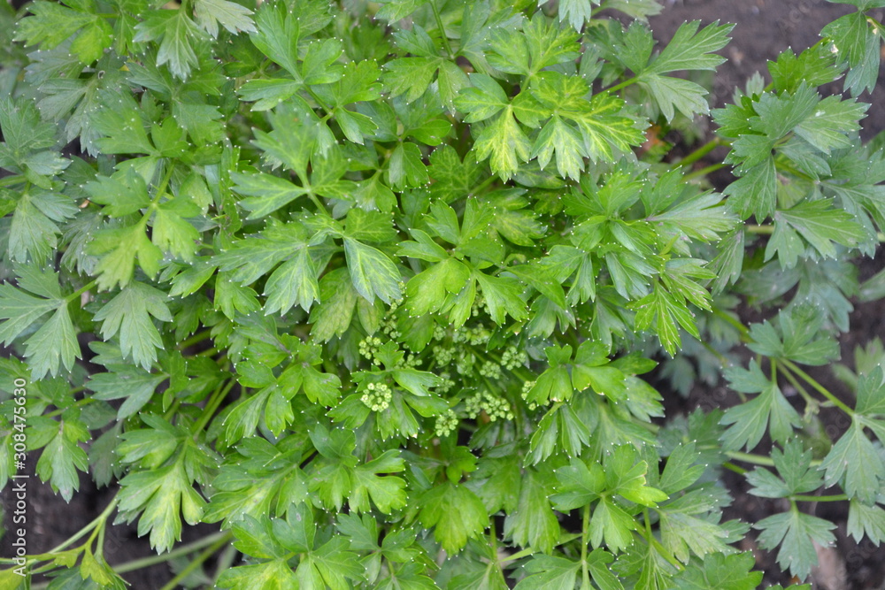Gardening. Home garden, flower bed. House, field. Green leaves, bushes. Parsley. Petroselinum crispum, biennial herb. Popular cooking seasoning Gardening. Home garden, flower bed. House, field. Green leaves, bushes. Parsley. Petroselinum crispum, biennial herb. Popular cooking seasoning