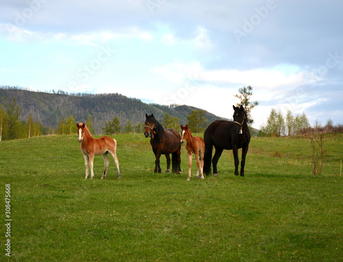 foal, animal, grass, farm, baby, horses, young, mammal, field © Olga