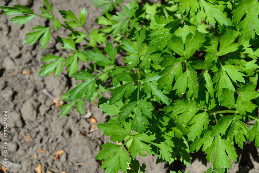 Natural. Home garden, flower bed. Green leaves, bushes. Gardening. Home. Parsley. Petroselinum crispum, biennial herb. Popular cooking seasoning Natural. Home garden, flower bed. Green leaves, bushes. Gardening. Home. Parsley. Petroselinum crispum, biennial herb. Popular cooking seasoning