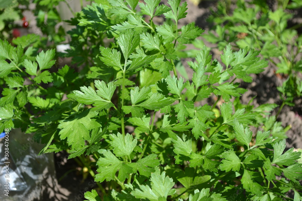 Parsley. Gardening. Home garden, flower bed. House, field. Green leaves, bushes. Petroselinum crispum, biennial herb. Popular cooking seasoning Parsley. Gardening. Home garden, flower bed. House, field. Green leaves, bushes. Petroselinum crispum, biennial herb. Popular cooking seasoning