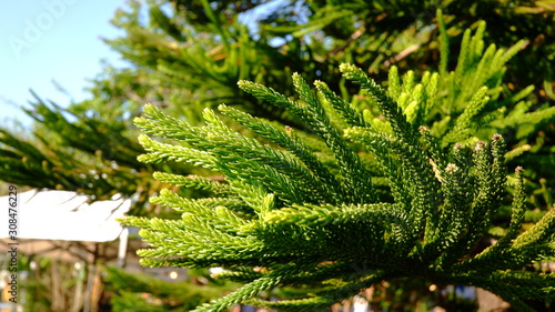 pine tree  pine leaves  green