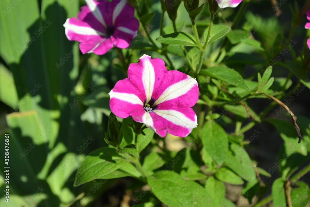 Home garden, flower bed. Gardening. Green leaves, bushes. Petunia flower. Blooming petunia hybrid. Herbaceous or semi-shrub perennial plant of the family Solanaceae Home garden, flower bed. Gardening. Green leaves, bushes. Petunia flower. Blooming petunia hybrid. Herbaceous or semi-shrub perennial plant of the family Solanaceae