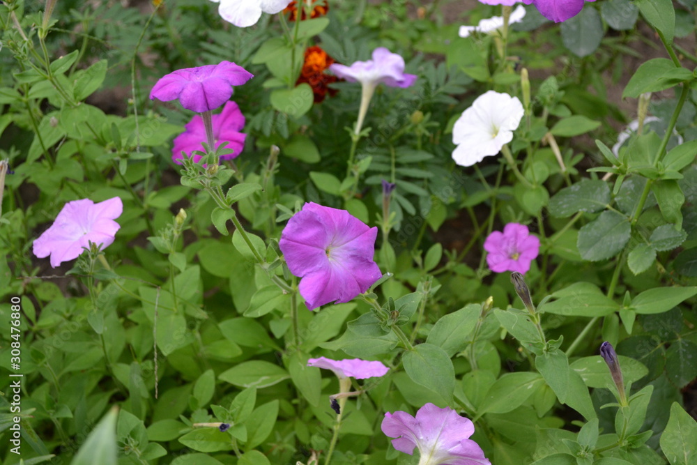 Gardening. Green leaves. Blooming petunia hybrid. Herbaceous or semi-shrub perennial plant of the family Solanaceae Gardening. Green leaves. Blooming petunia hybrid. Herbaceous or semi-shrub perennial plant of the family Solanaceae