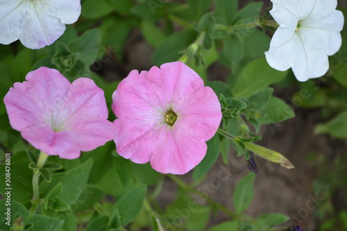Gardening. Home garden. Green leaves. Petunia flower. Blooming petunia hybrid. Herbaceous or semi-shrub perennial plant of the family Solanaceae
