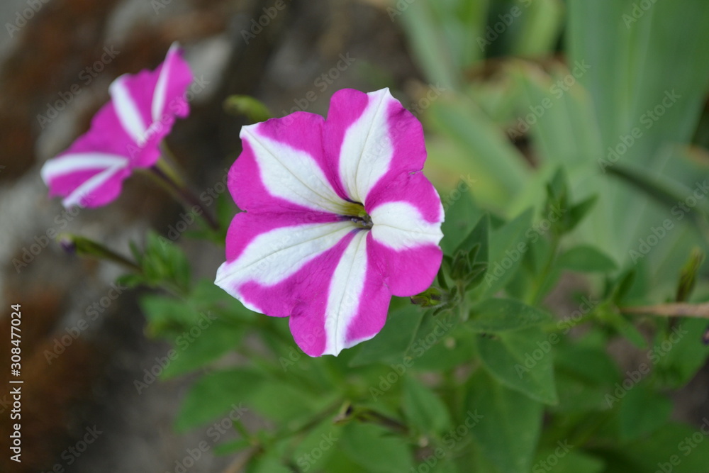 Herbaceous or semi-shrub perennial plant of the family Solanaceae. Gardening. Petunia flower. Blooming petunia hybrid Herbaceous or semi-shrub perennial plant of the family Solanaceae. Gardening. Petunia flower. Blooming petunia hybrid