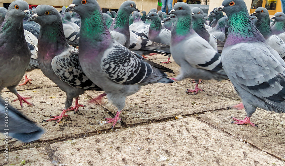Colorful pigeons with green necks walking on the ground looking for food in urban area of a town Colorful pigeons with green necks walking on the ground looking for food in urban area of a town