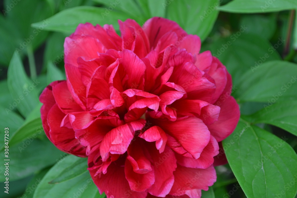 Home garden. Gardening. Flower Peony. Paeonia, herbaceous perennials and deciduous shrubs. Red flowers